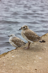 Chicks of seagulls on a pier near the water. Bird and sea close-up. Plumage. Wild birds background.