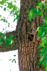 Woodpecker bird in the hollow feeds the chicks and cleans up after them. A tree in a forest with a hollow.