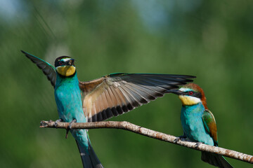 European Bee-eater comes in to land on a branch with another bee-eater