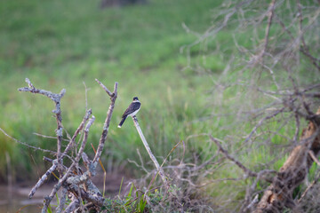 Eastern Kingbird