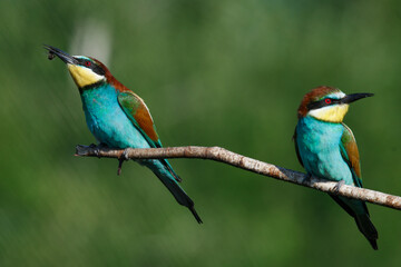 A Golden bee eater sits on a branch on a green background