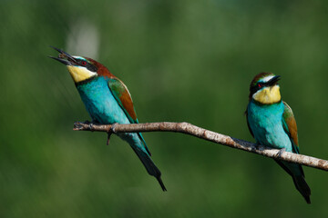 A Golden bee eater sits on a branch on a green background