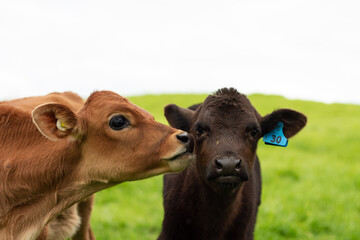 A herd of young calves explore the green pastures of an organic farm. 