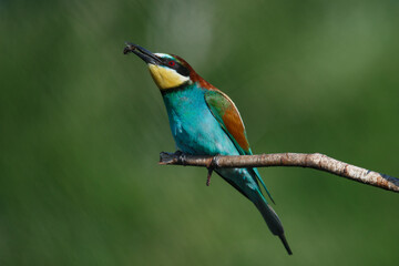 A Golden bee eater sits on a branch on a green background
