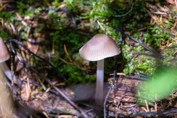 Toadstool mushroom in in moss on a fallen tree. Mushrooms close-up. nature background. forest.