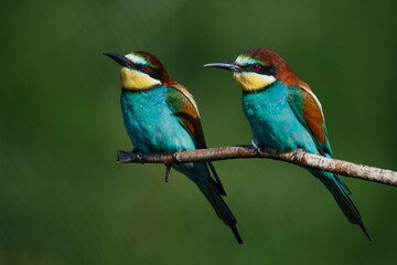 A Golden bee eater sits on a branch on a green background