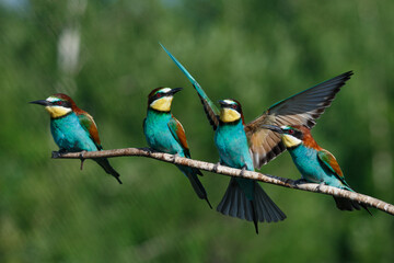 European Bee-eater comes in to land on a branch with another bee-eater