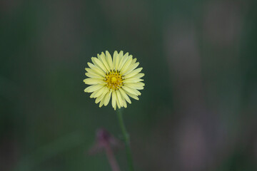 tragopogon pratensis or Goat's Beard wildflower with yellow petals