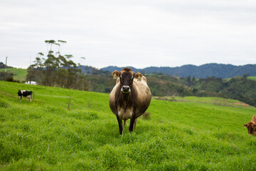 A dairy cow on an organic farm. 