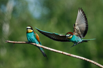 European Bee-eater comes in to land on a branch with another bee-eater