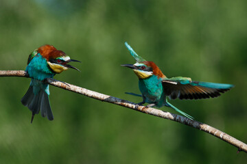 European Bee-eater comes in to land on a branch with another bee-eater
