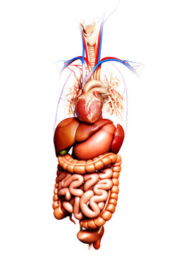 3d rendered medically accurate illustration of Digestive System  and heart