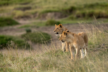 Lion cubs in the grasses, Masai Mara