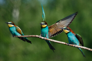 European Bee-eater comes in to land on a branch with another bee-eater
