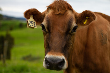 Naklejka na ściany i meble A dairy cow on an organic farm. 