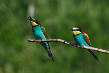 A Golden bee eater sits on a branch on a green background