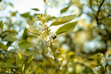 Bee pollinating a blossom orange tree