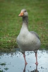 Greylag Goose