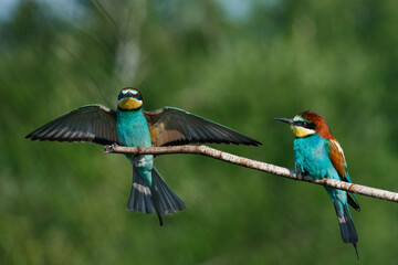 European Bee-eater comes in to land on a branch with another bee-eater