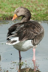 Greylag Goose