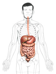 3d rendered medically accurate illustration of male Digestive System