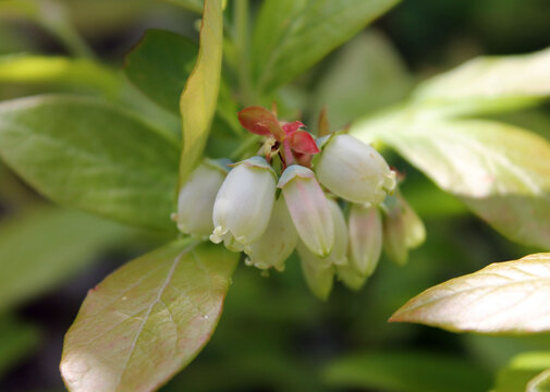 Myrtillier en fleurs