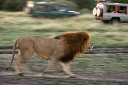 Lion on walk at Masai Mara, a panning image