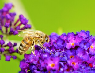 Bee on a purple buddleia flower.