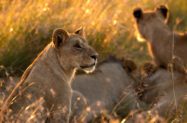 Lion in the morning light, Masai Mara