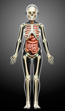 3d rendered medically accurate illustration of girl Internal organs and skeleton system