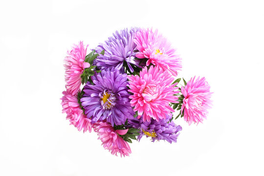 Callistephus chinensis. Pink and purple aster flowers bouquet isolated on white background. Top view