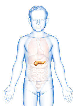 3d rendered, medically accurate illustration of a young girl pancreas