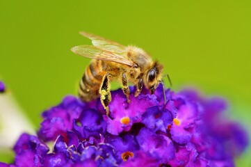 bee on a flower