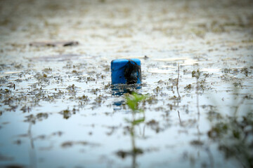close up of a object on the water