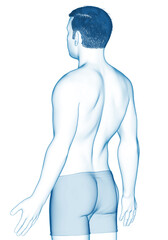 3d rendered illustration of the male body