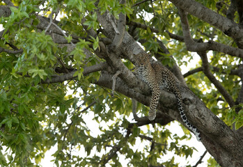 Leopard at Masai Mara sitting on a tree, Kenya