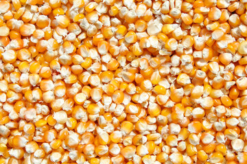 Full frame, top view of sweet corn seeds