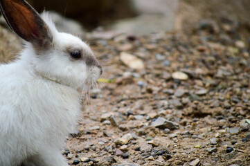 rabbit on the beach
