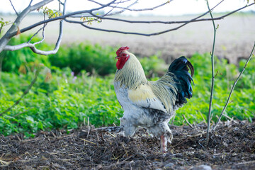 Big beautiful cock