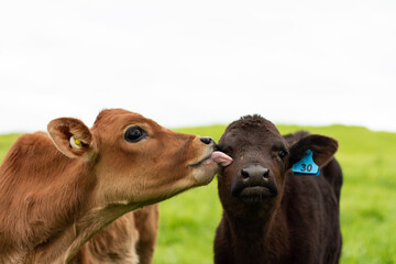 A herd of young calves explore the green pastures of an organic farm. 