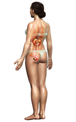 3d rendered, medically accurate illustration of female   kidneys