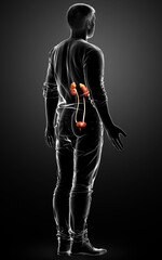 Fototapeta na wymiar 3d rendered, medically accurate illustration of the kidneys