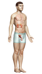 Fototapeta premium 3d rendered, medically accurate illustration of the kidneys