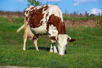 Fototapeta na wymiar Cow in the meadow
