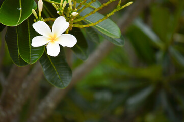 white frangipani flower