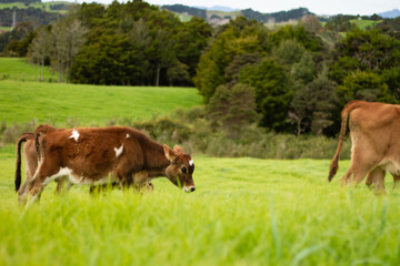 A herd of young calves explore the green pastures of an organic farm. 