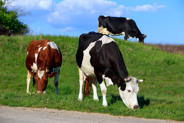 Fototapeta na wymiar Cows in the meadow