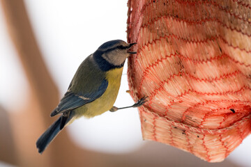 Eurasian Blue Tit (Cyanistes caeruleus), Greece
