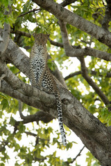 Fototapeta na wymiar Leopard on the tree Masai Mara, Kenya