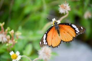 butterfly on flower